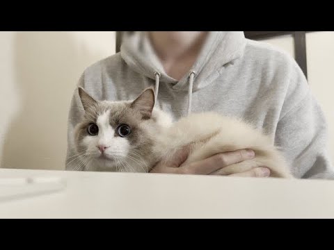 一緒に動画編集のお手伝いをしてくれるラグドール猫がこちらです