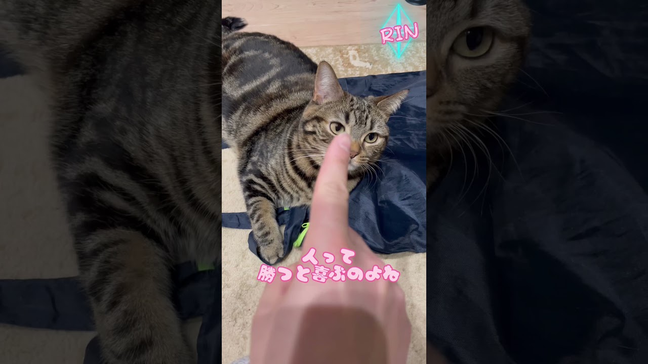 【あっち向いてホイ】遊びに付き合ってくれる猫#shorts #shorts猫#アメショ #cat#猫とあっち向いてホイ