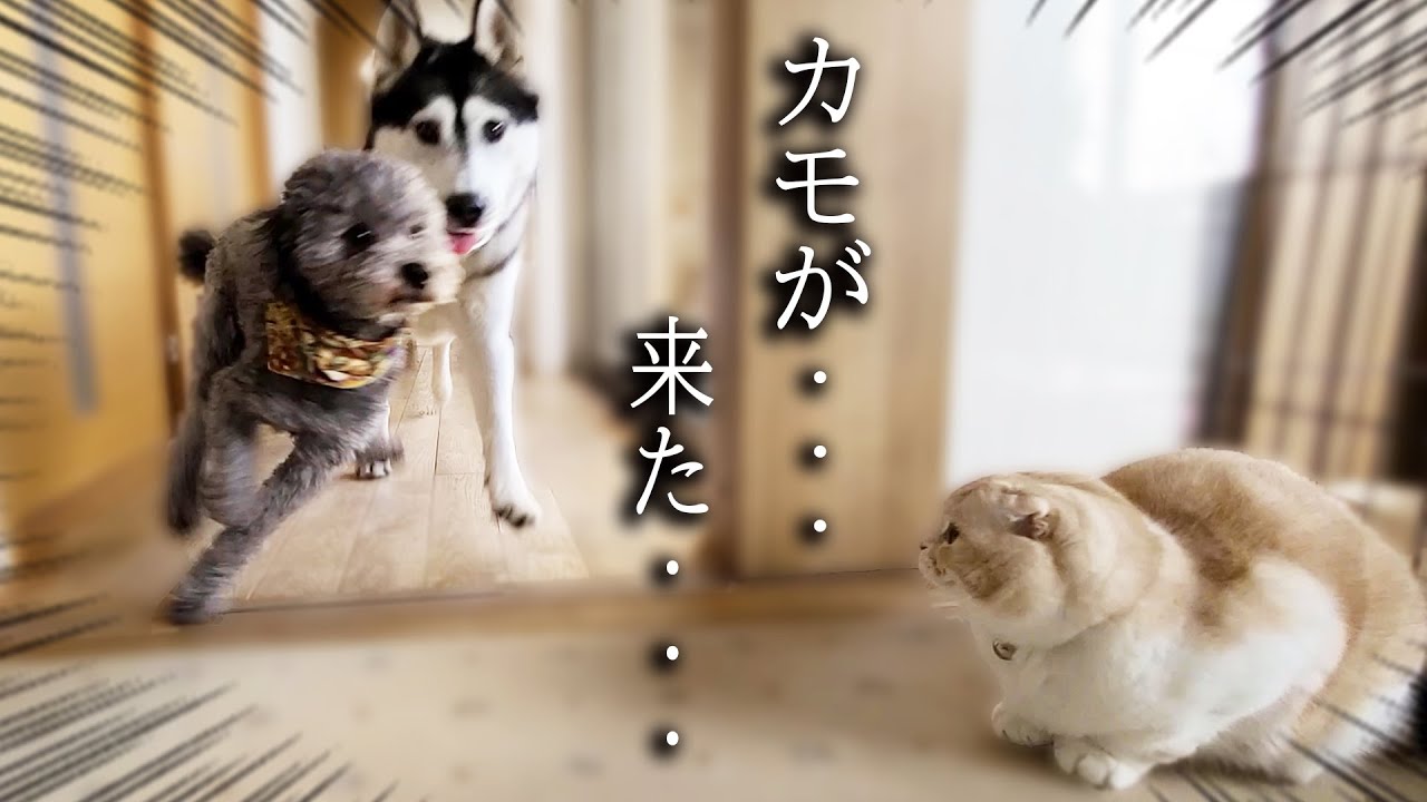 子猫がこっそり隠れてハスキー犬達を驚かそうとした結果...