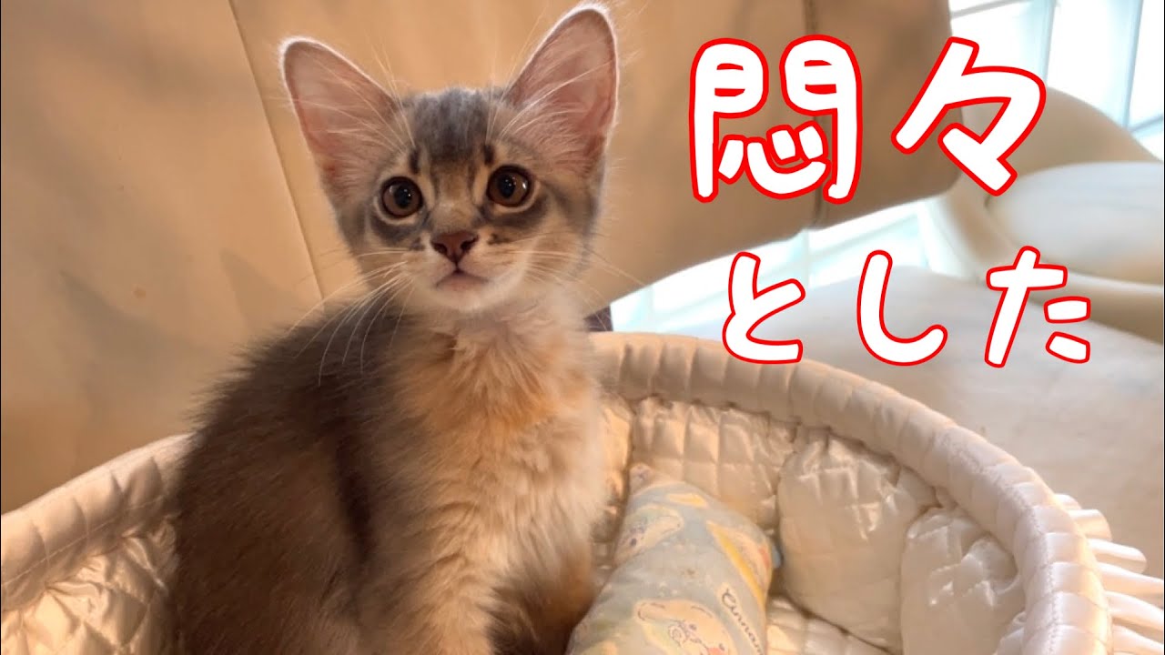バケツの中で…悶々としちゃった僕❣️【ソマリ】