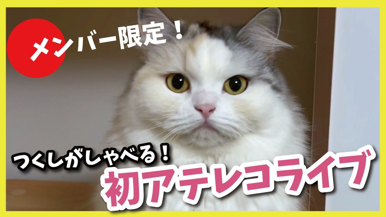 【急遽全体配信中！】ちょっとええ猫とお話する会【関西弁でしゃべる猫】