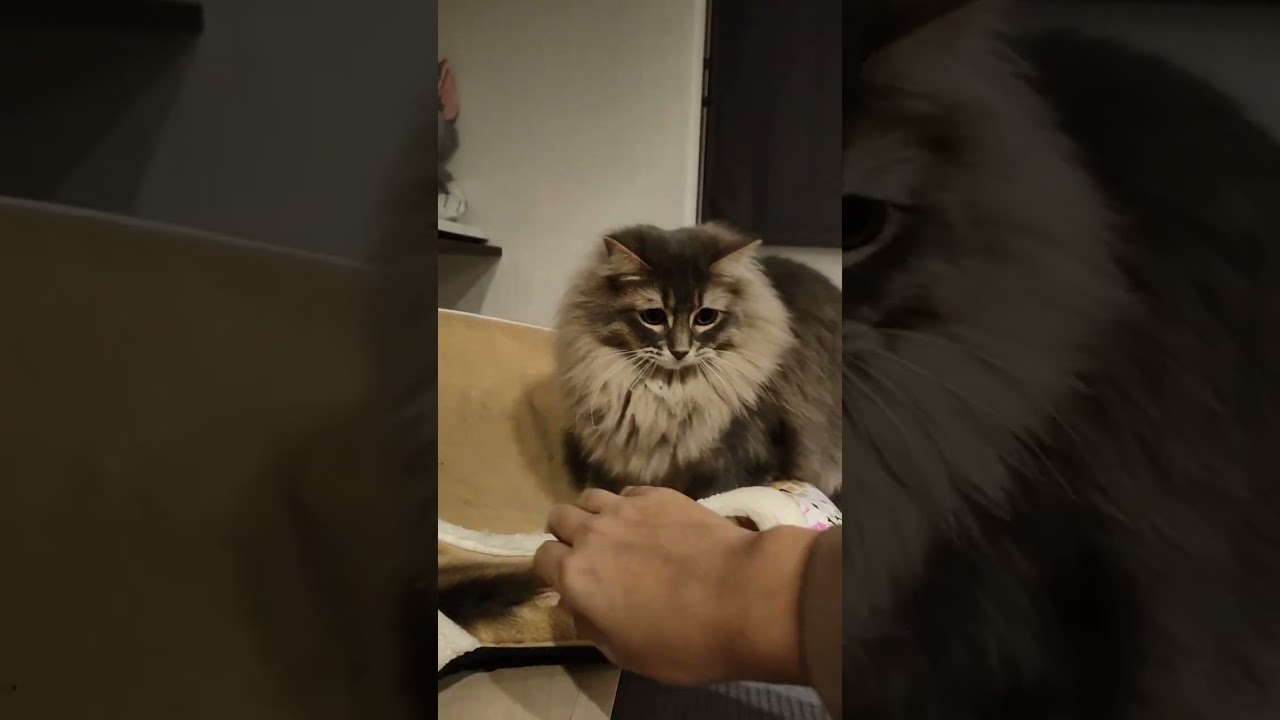 うちの弟猫が事件起こしました。【サイベリアンのラフィ】#shorts
