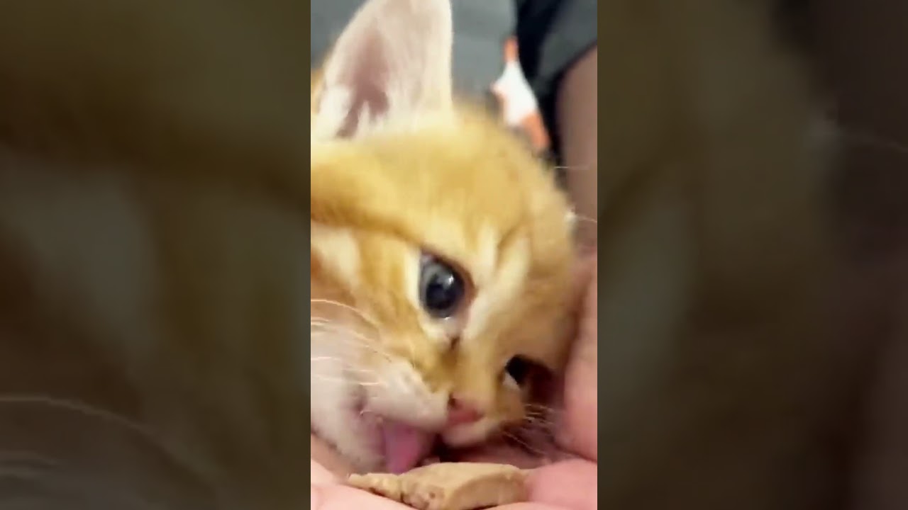 生まれて初めて離乳食を食べる子猫の咀嚼音 #shorts