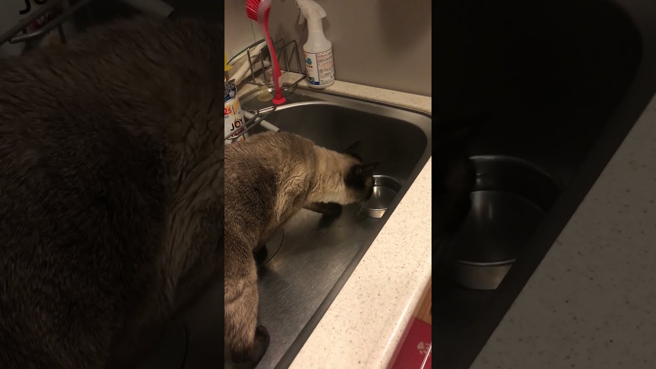 冬なのに 流しをチェックするたぬき猫なのにゃ♪