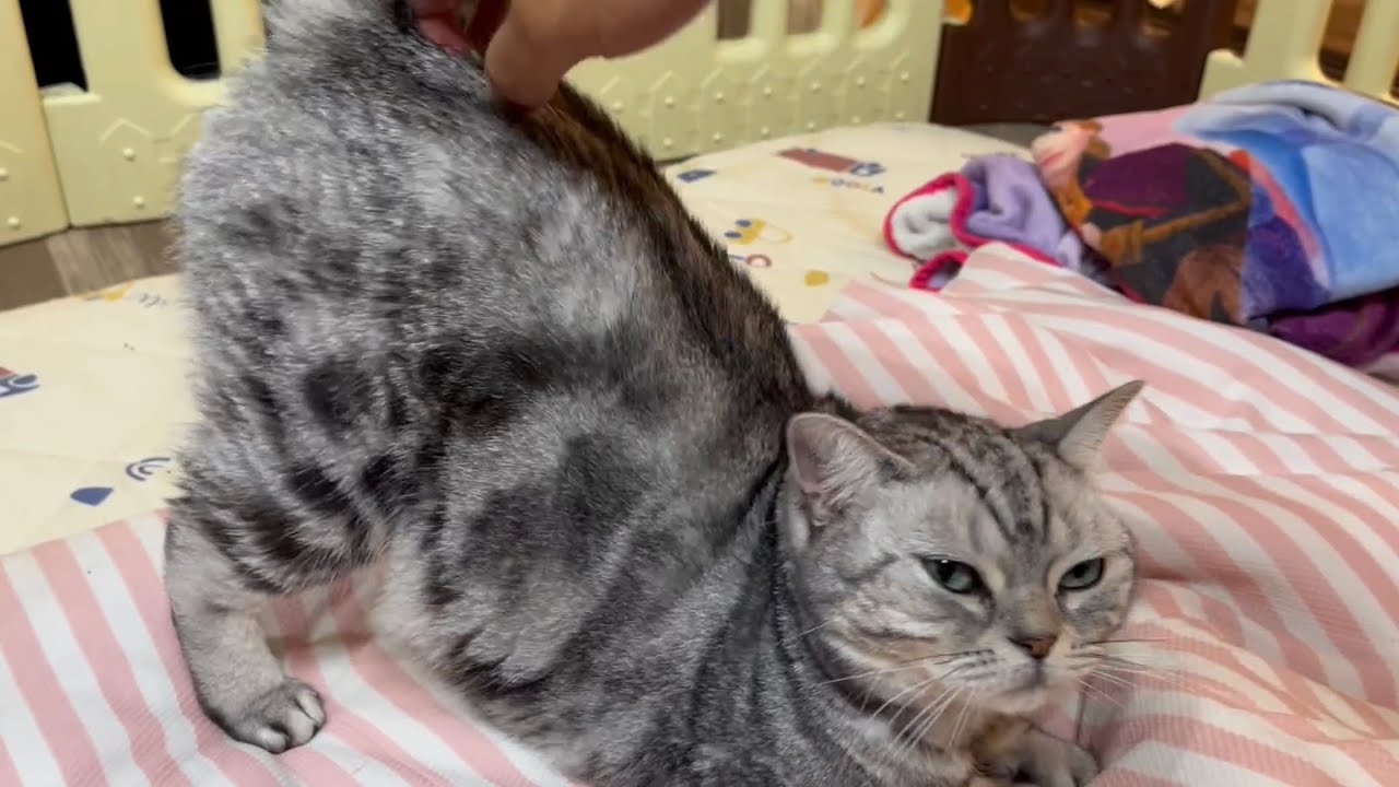 艶かしいポーズをするアメリカンショートヘアのあいちゃん❤️