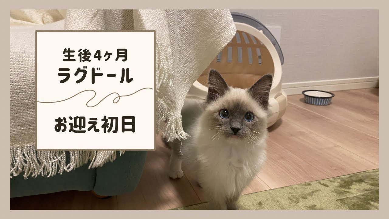 かわいすぎるお迎え初日の子猫【ラグドール】vlog#1