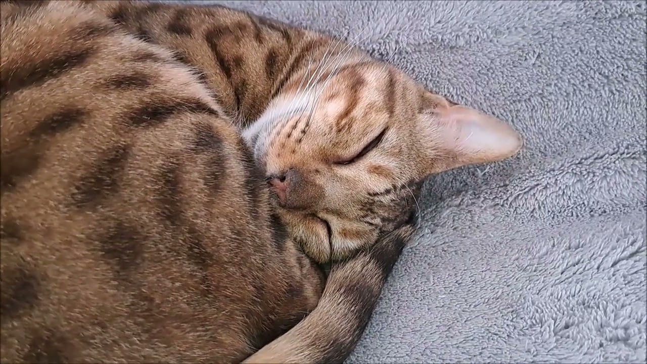 ベンガル猫の熟睡=∪｡∪=｡｡｡zzzZZ