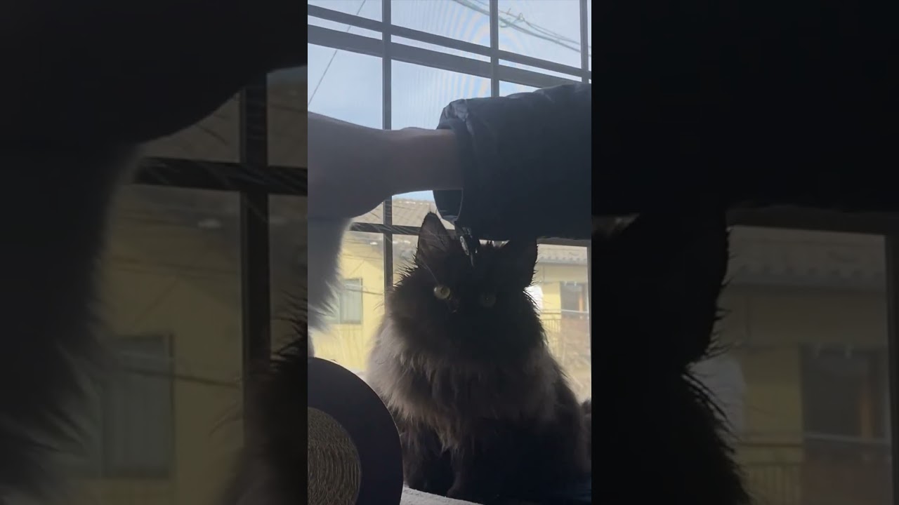 セルカークレックス】撫でられたすぎて、表情が先走ってしまう猫/A cat has a preoccupied expression on its face  #shorts