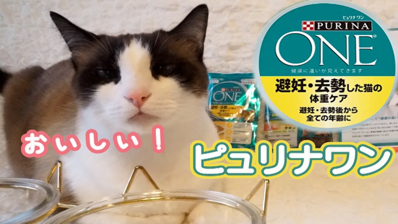 ライン登録でピュリナワンのサンプルがもらえます You can get a sample of Purina One by registering on line