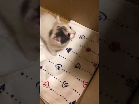 子猫のくしゃみが可愛い（保護したてのぽてと）#shorts