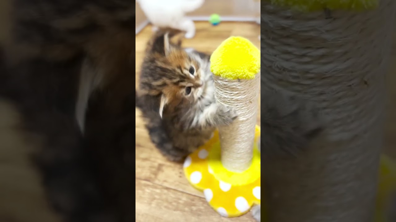 短足マンチカンのブラウンくん♪#マンチカン #子猫 #短足マンチカン #ミヌエット #白猫 #shorts
