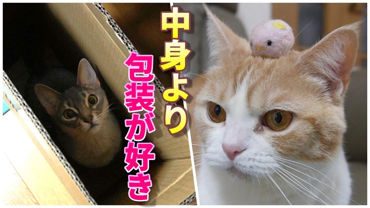 猫は箱の中身より箱が好き～中身に一生懸命なのはパパだけでした【スコティッシュフォールド】【アビシニアン】