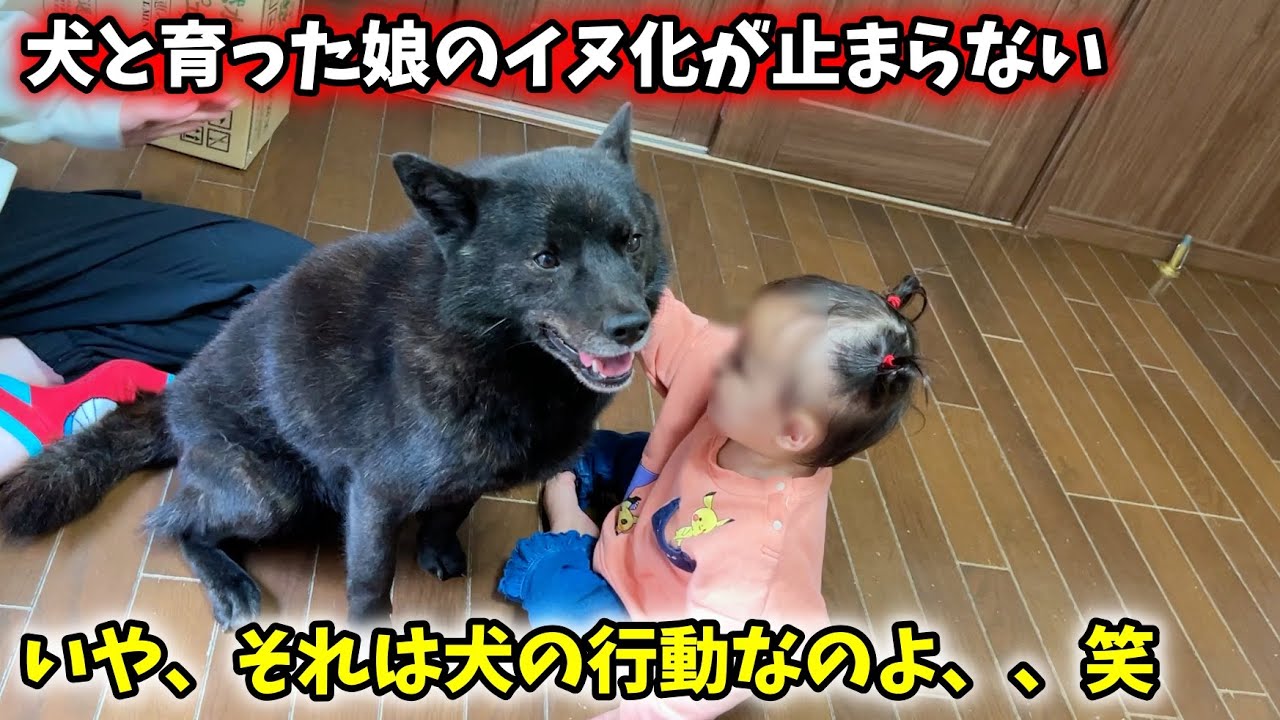 犬と育った娘（１歳）の行動が犬すぎる件・・・笑【甲斐犬一休と猫のしずくと娘のみーちゃん】