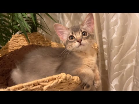 大好き過ぎて首噛んじゃったもん❣️【ソマリ】