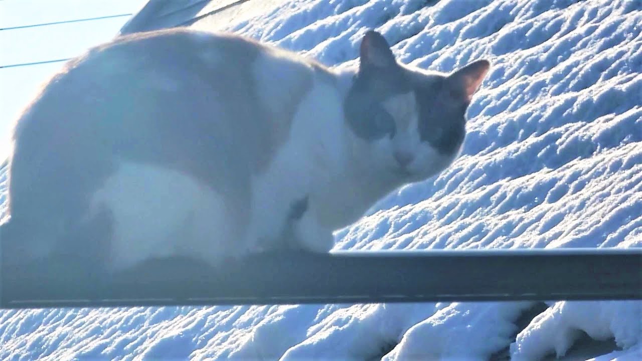 雪の屋根へ飛び込んで行くシャム猫姉妹⛄🐾