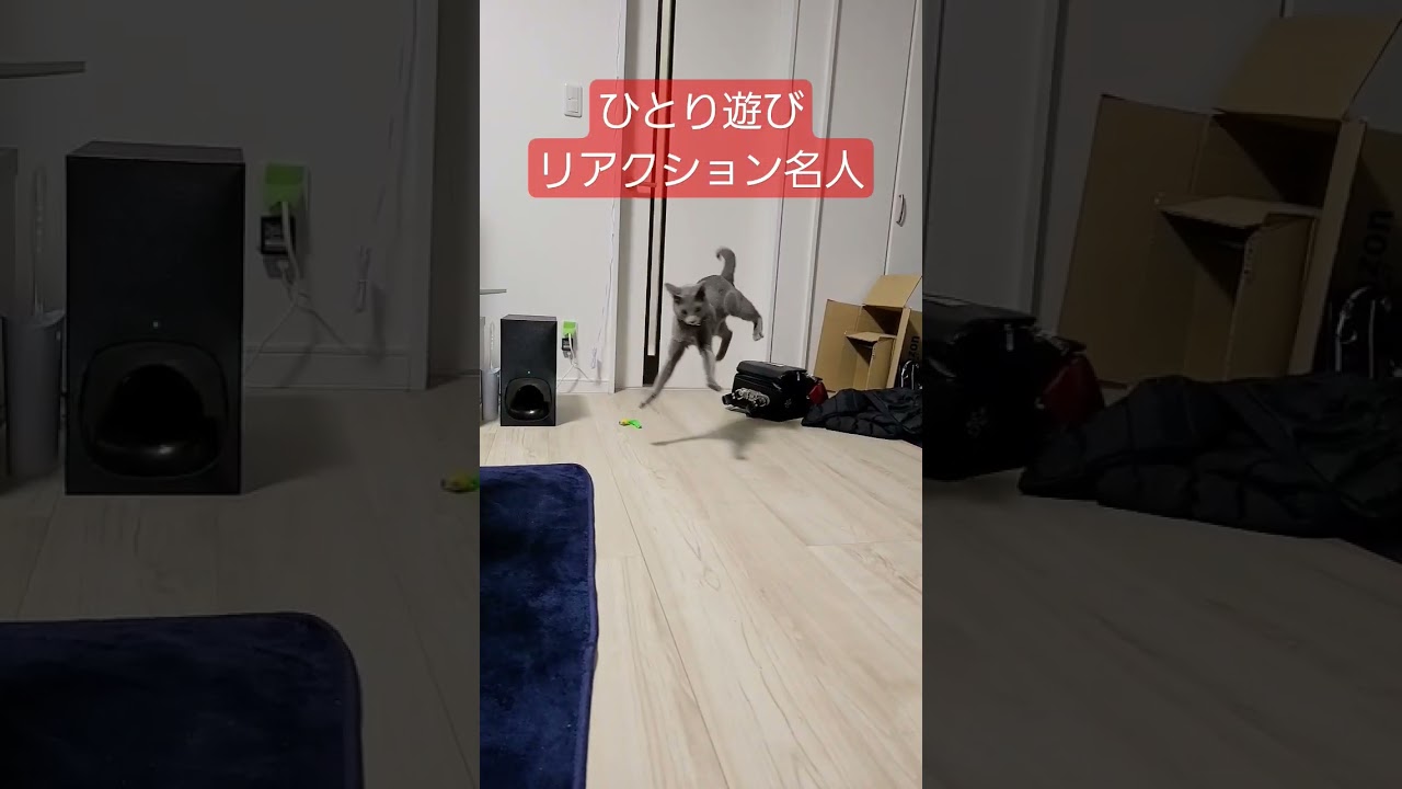 【ひとりじゃらし】リアクション芸を磨く✨猫 #閃光のハサウェイ #ロシアンブルー #shorts