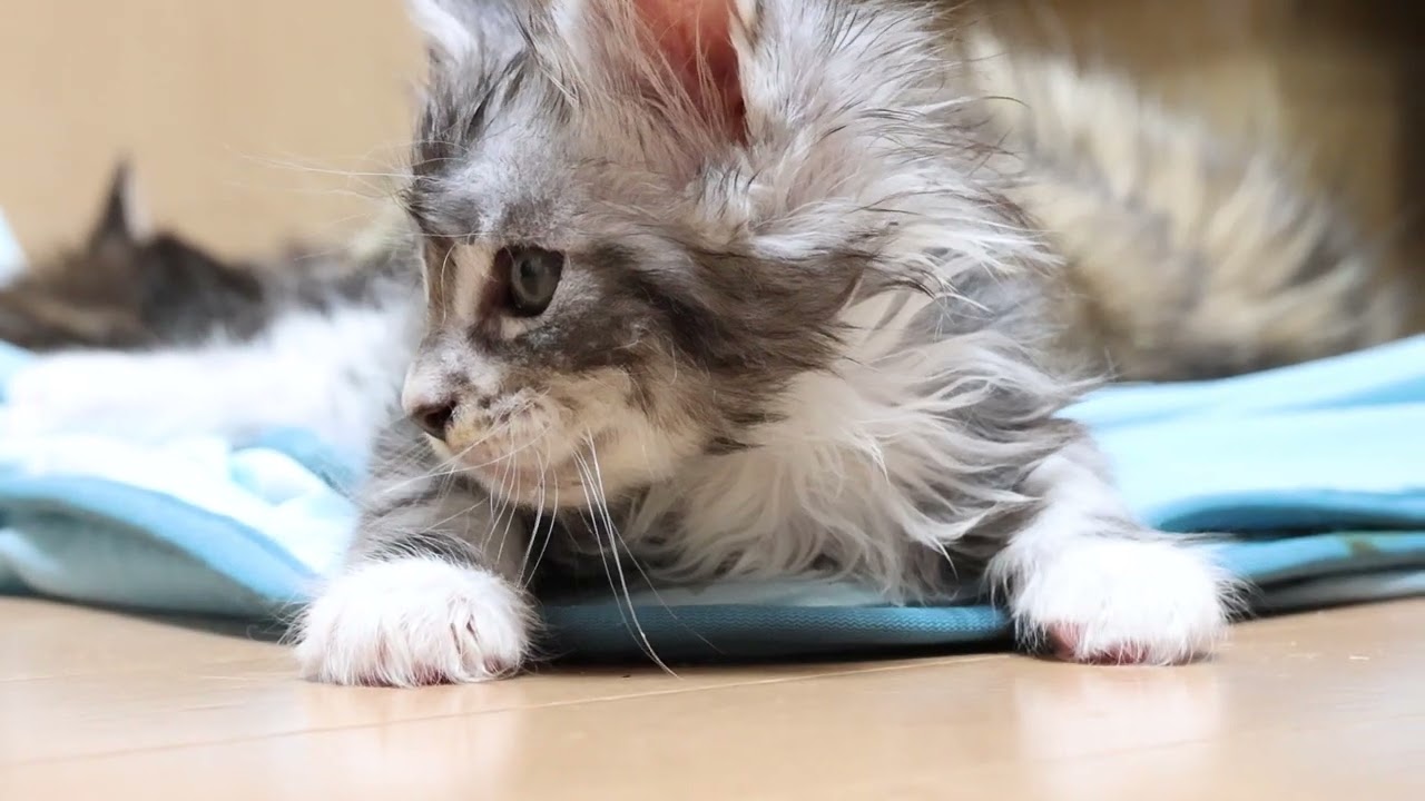 シルバーのメインクーン子猫のクリストフ君