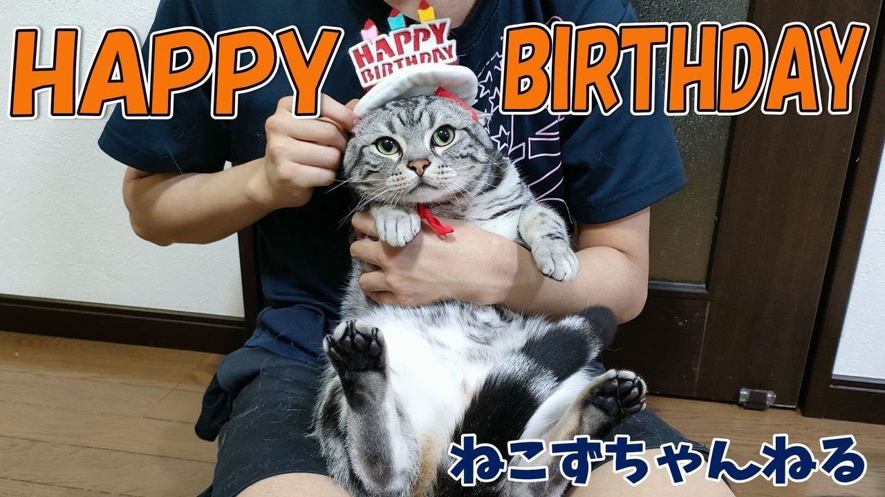 ３歳おめでとう♪　アメリカンショートヘア「さん」　ねこずちゃんねる312 #猫 #ねこ #cat #アメショ