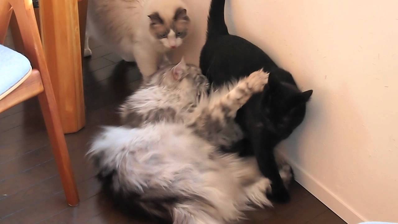 ボンベイ対メインクーン