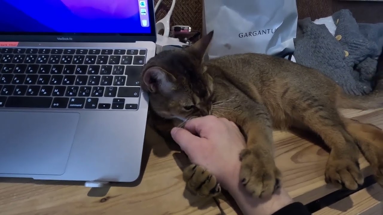 パソコンの横の猫のキビ