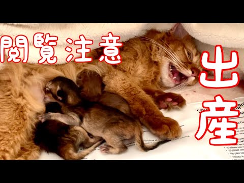 【閲覧注意】猫さん出産！苦し過ぎ！見るに耐えない【ソマリ】