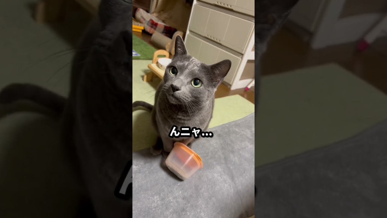 【ロシアンブルー】めろん、タッパーの上に手を置けなくてちとドギマギが可愛い🥰【猫】#shorts