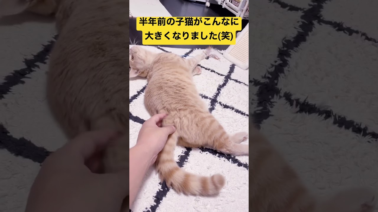 ブリティッシュショートヘアの半年後の大きさ。結構大きくなりました😊