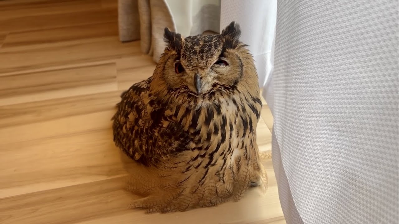 #654 眠いフクロウ sleepy owl 【ベンガルワシミミズク】