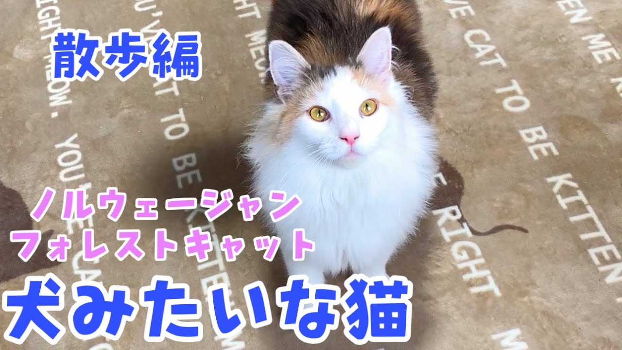 犬みたいになっていく猫２【ノルウェージャンフォレストキャットと三毛猫】