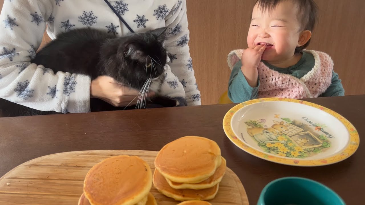 パンケーキに夢中な赤ちゃんの周りをウロウロする猫　ラガマフィン　A cat wandering around a baby having breakfast