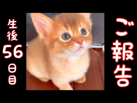 【生後56日目の仔猫】ご報告あります！悲痛！【ソマリ】