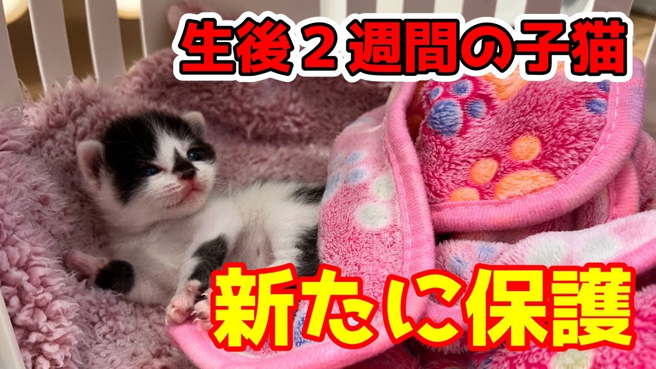 【子猫保護】生後２週間弱の子猫を保護したよ。ミルクグビグビ飲む