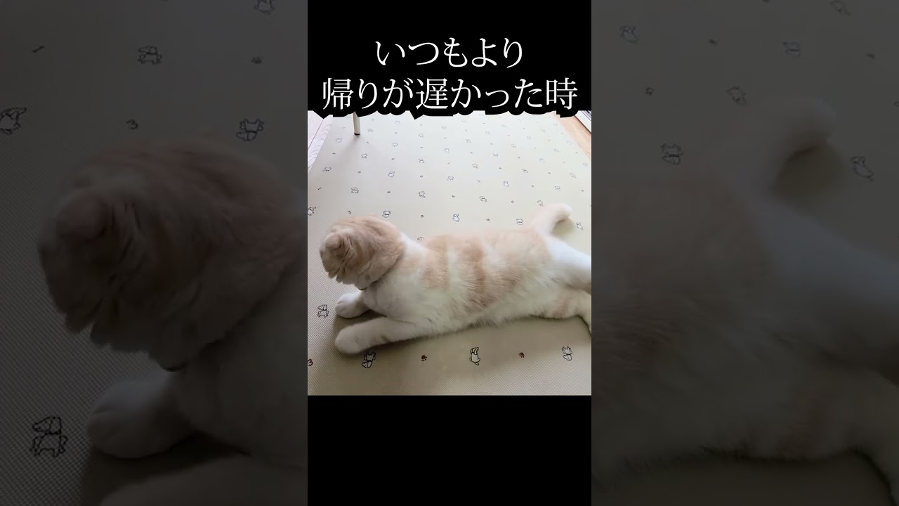 いつもより帰りが遅くなった時の猫の文句がかわいすぎる#shorts
