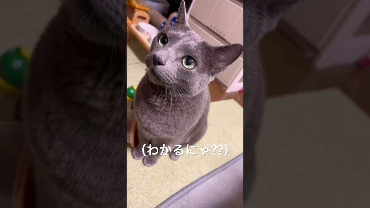 【ロシアンブルー】めろん無言のおねだり😌【猫】#shorts