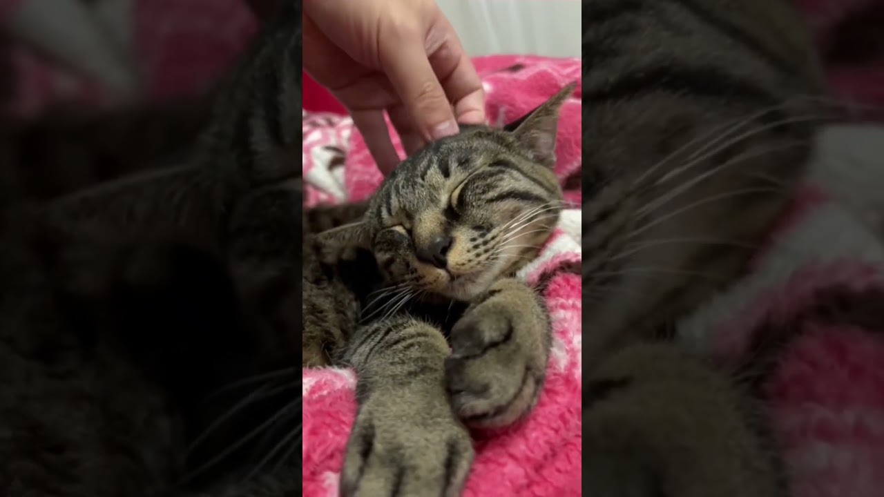 なでなでに大満足のねこ #cat #キジトラ