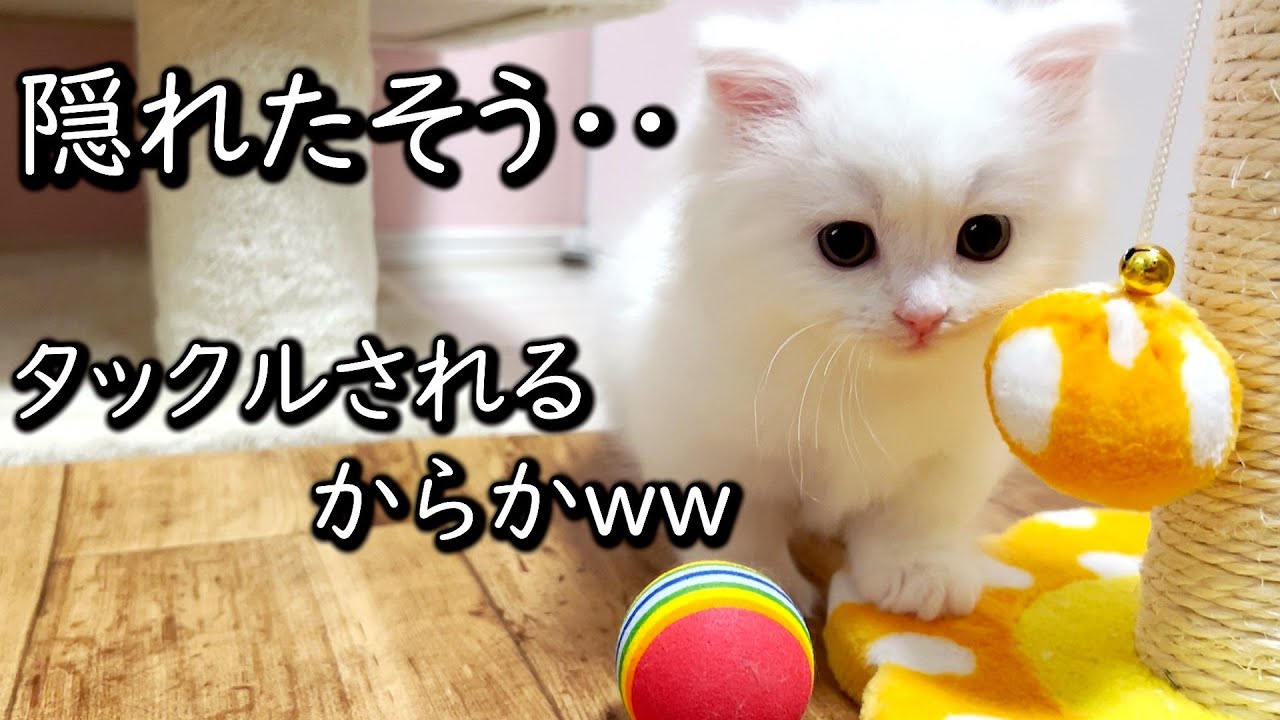 【マンチカンの子猫】短足ちゃんはタックルされるから隠れたい件 ∼猫のいる生活Vol.609∼ 出産動画 マンチカン短足・ミヌエット・ペルシャ猫専門ブリーダー『ペット蔵人』【子猫の成長記録】