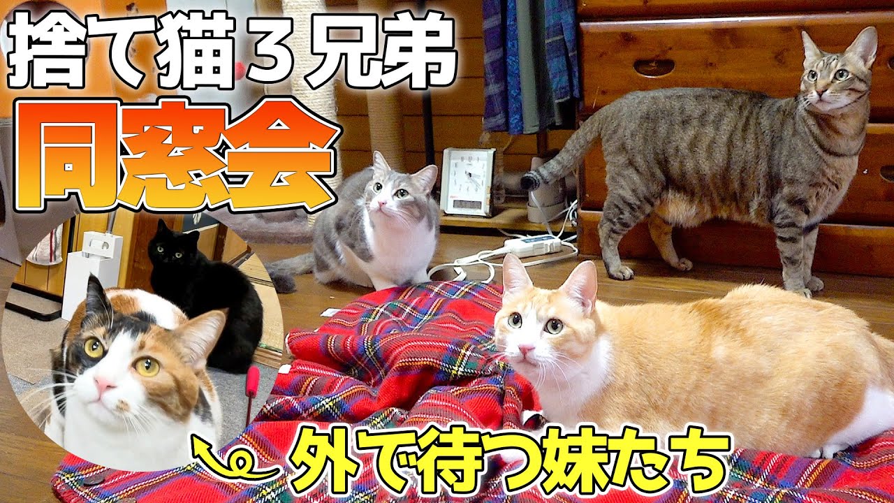 4年ぶりに再会した捨て猫３兄弟で同窓会をやってみた！お兄ちゃんがいなくなった妹たちが扉の前に集まっていましたw
