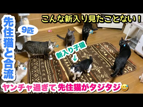 【先住猫9匹と合流】新入り子猫がヤンチャ過ぎて先住猫が圧倒されました！😅