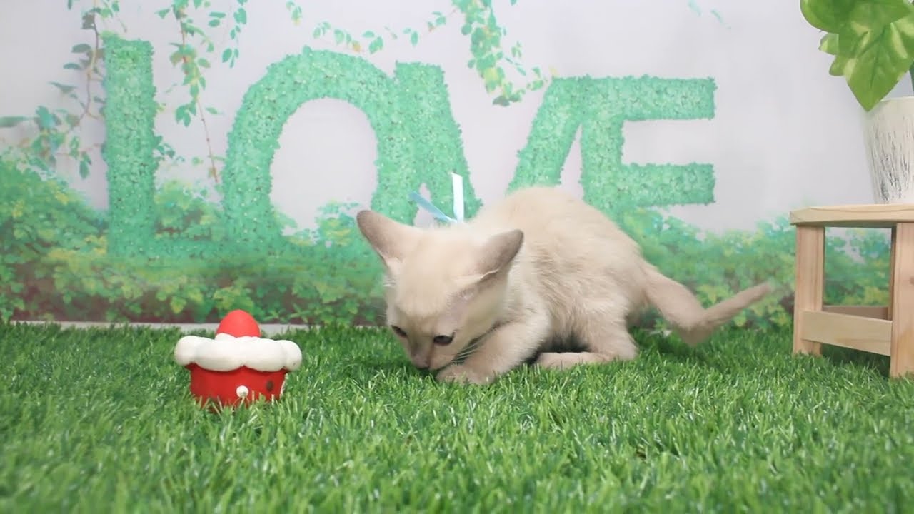 Coo&RIKU　No619760　トンキニーズ