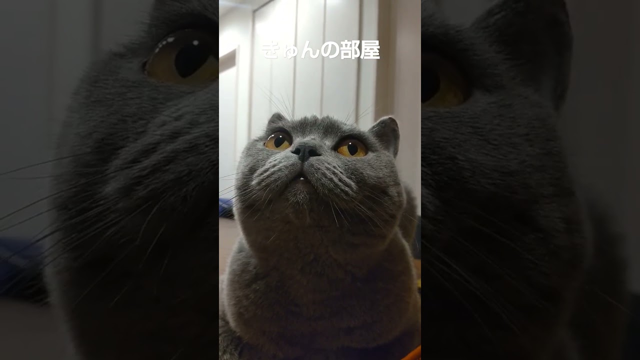 おはにゃん#ブリティッシュショートヘア #shorts #猫 #ねこ#cat