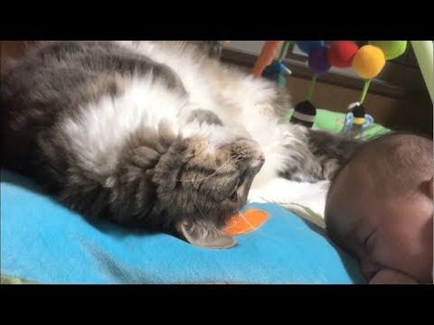 泣いている赤ちゃんを慰める猫 ノルウェージャンフォレストキャット Cat comforting a crying baby