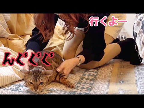 【猫詰め】車に乗車拒否する猫に大苦戦しました