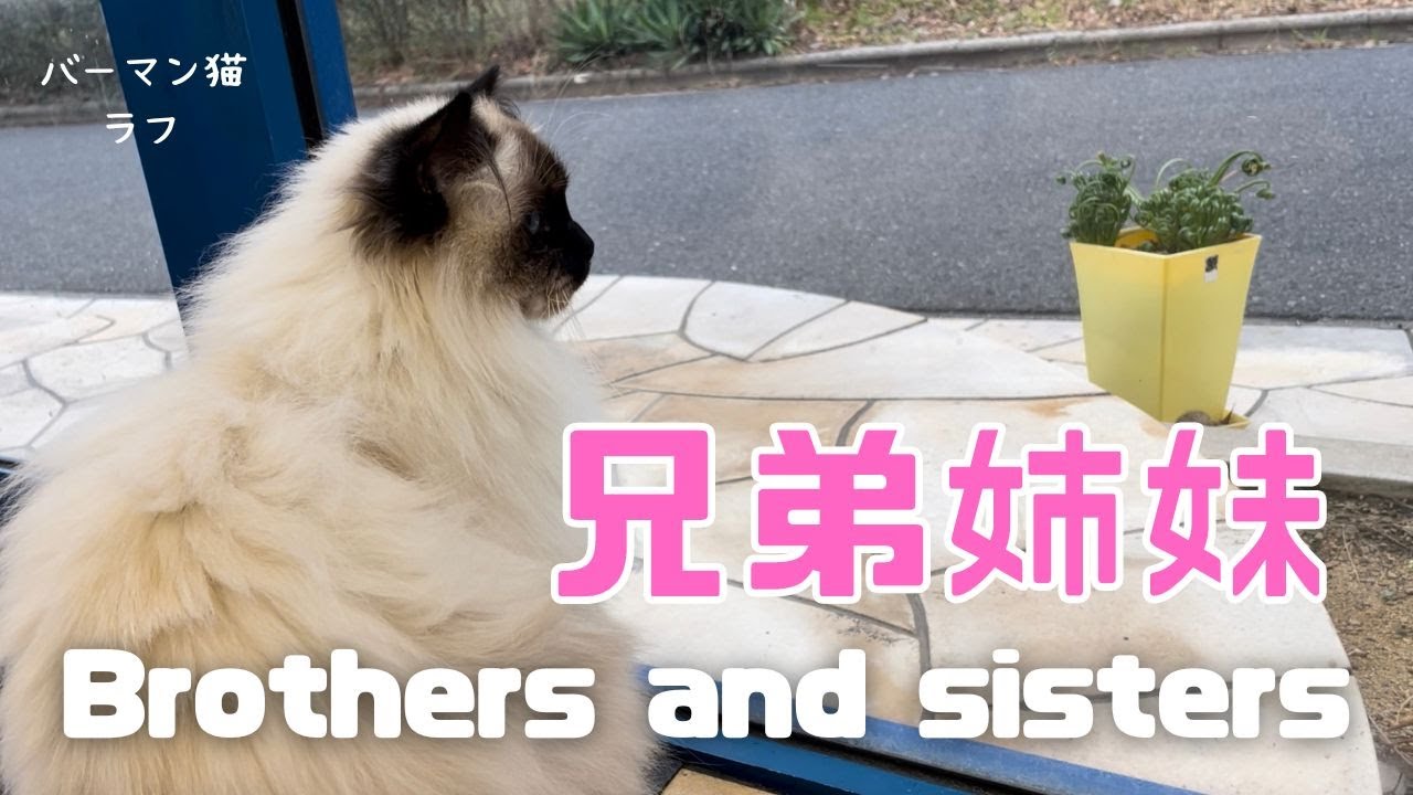 バーマン猫ラフとウリ【兄弟姉妹】Brothers and sisters（バーマン猫）Birman/Cat