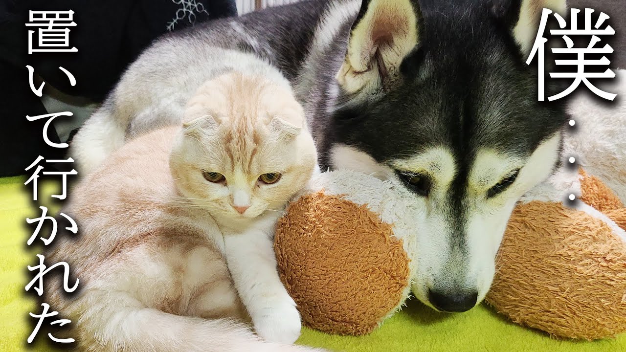 ゴミ出しから戻り子猫と犬達に話しかけたらこうなった...