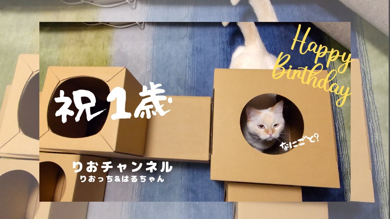 １歳を迎えた猫の成長に驚き　2匹で一緒に遊べるプレゼントを送ってみた