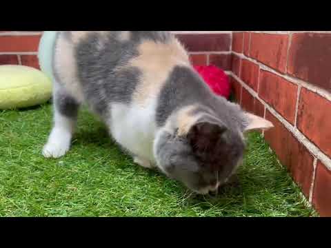 ペットショップCoo&RIKU ブリティッシュショートヘアー　597253