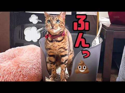 ふんばり3連発！なんでみんな同じトイレばっか使うの⁉