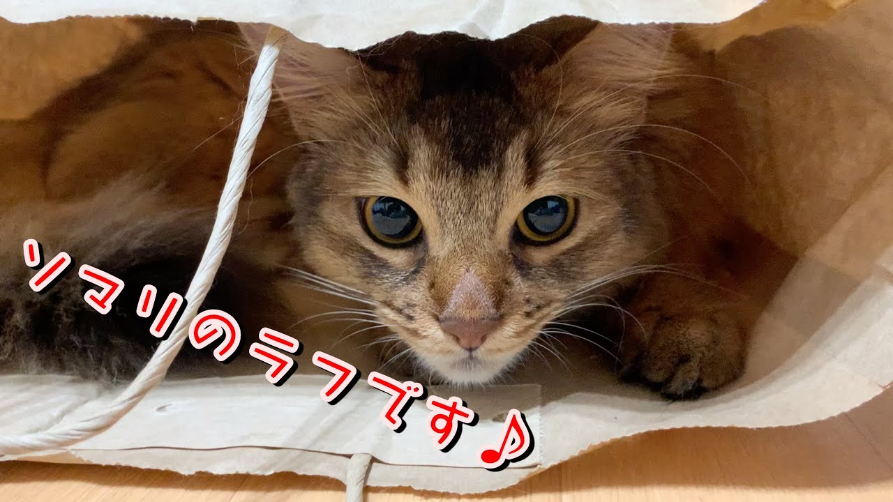 【近況報告】猫といる生活の幸せ【ソマリ】