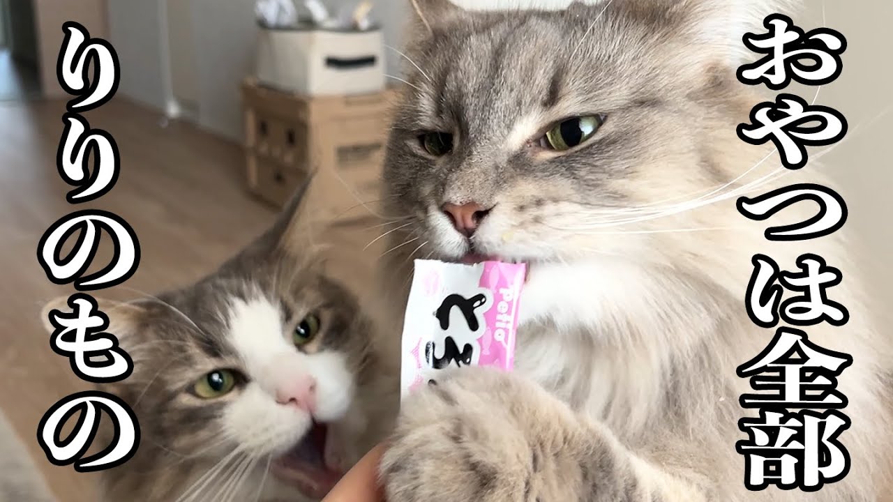 おやつ貰ったのに、お兄ちゃん猫のおやつを強奪する妹猫 ノルウェージャンフォレストキャット