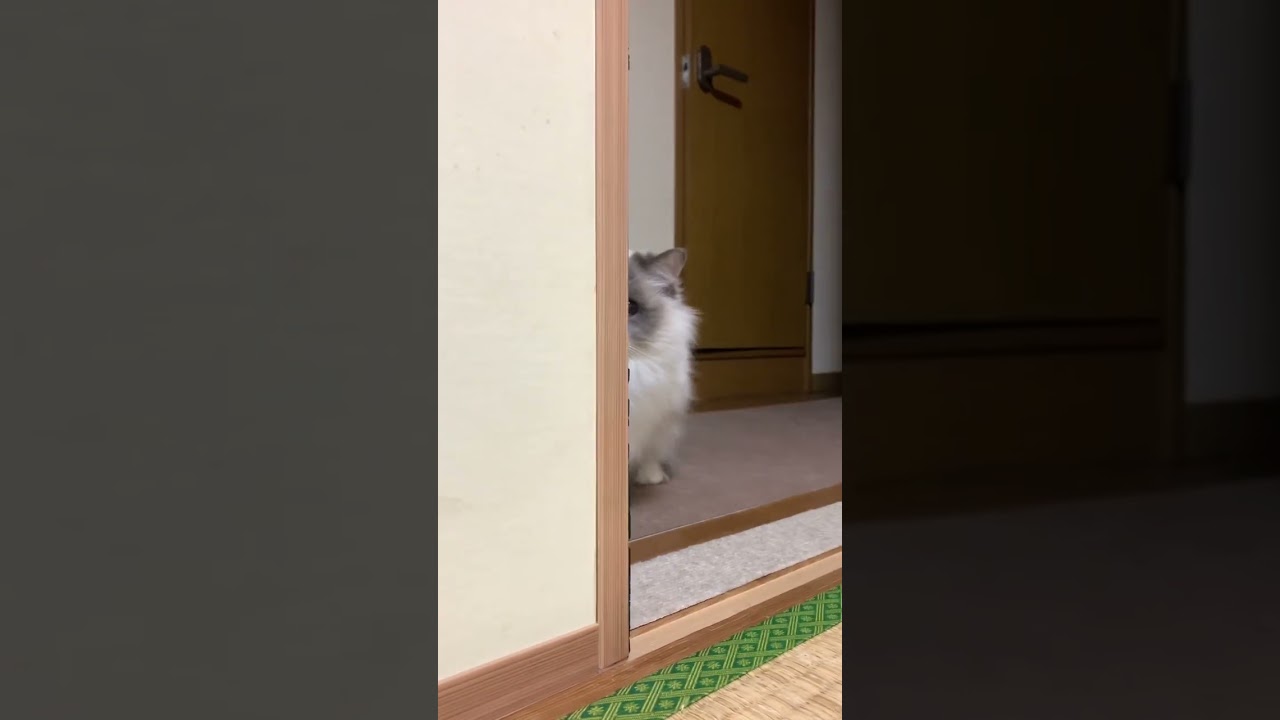 目が合っただけでやんのかステップで威嚇してくるラグドールが可愛いすぎたw